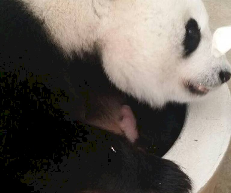 馬來西亞貓熊喜獲二寶 將公開徵名
