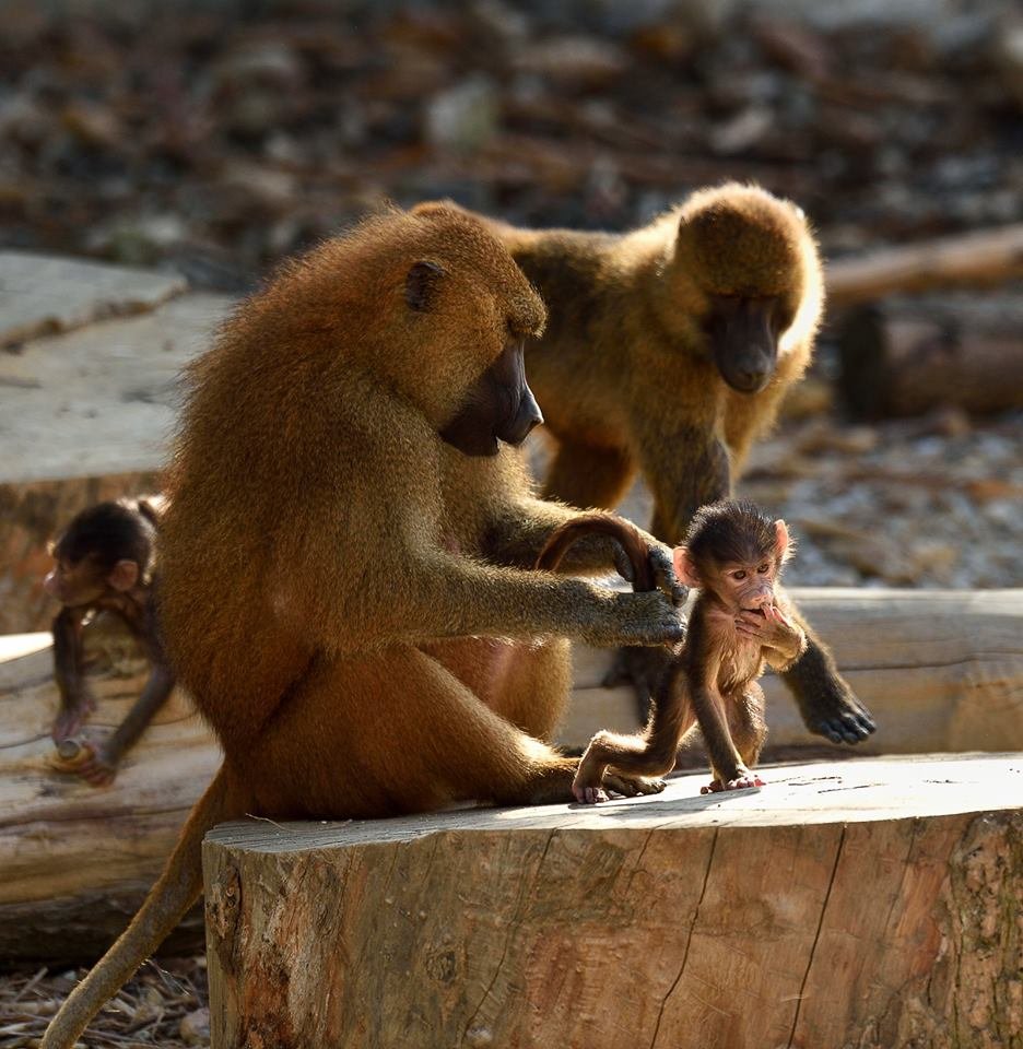 狒狒大逃亡失敗了 巴黎動物園將重開