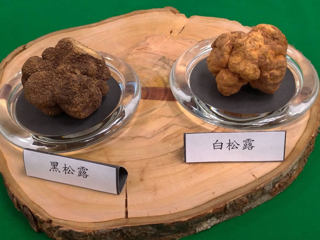 台發現世界新種「深脈松露」 估8年後商業化量產
