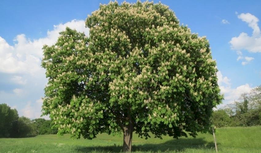 IUCN：歐洲特有樹種 逾半瀕臨滅絕危險