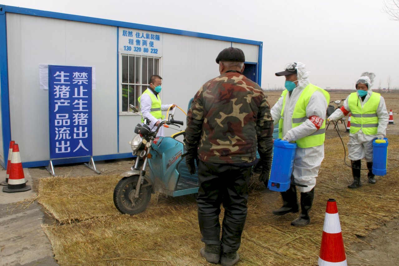 中國未能遏止豬瘟蔓延 FAO：全球農業為此付出代價