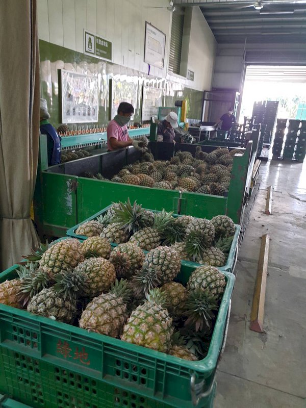 突破檢疫障礙 台灣鳳梨准銷澳洲