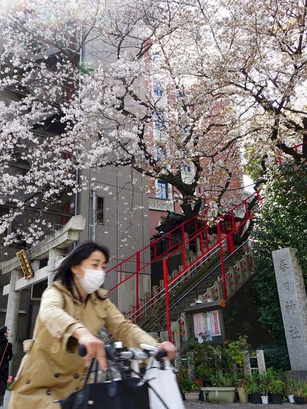 日本武漢肺炎1402例 東京259例疫情最嚴重