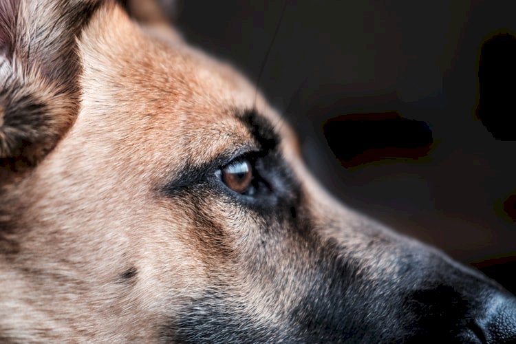 古巴通過動物保護法 公民團體罕見的勝利