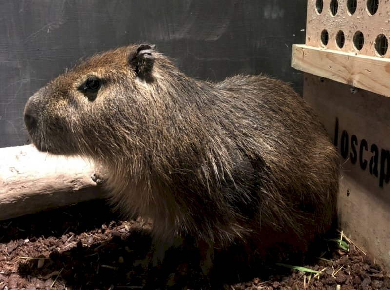 新竹動物園迎接新成員 可愛水豚進住昆蟲館