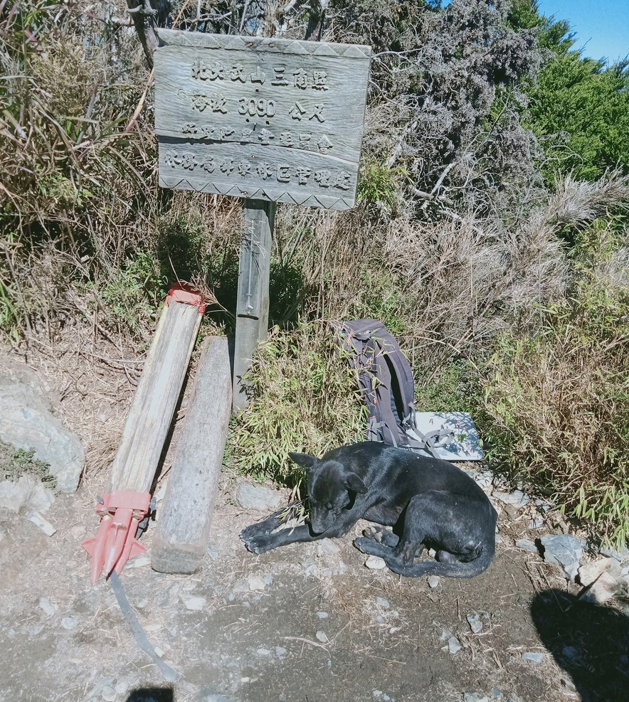北大武山登頂神犬小黑 莊主籲山友別再餵食