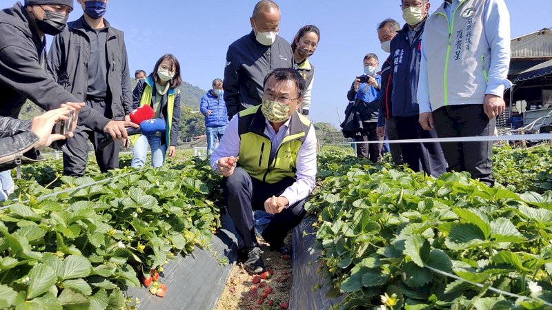天氣好轉產蛋率回穩 陳吉仲估3月中滿足全國需求