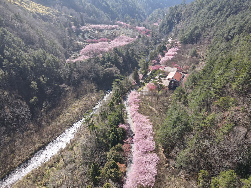 武陵農場櫻花河流吸睛 泰安櫻花季接力登場
